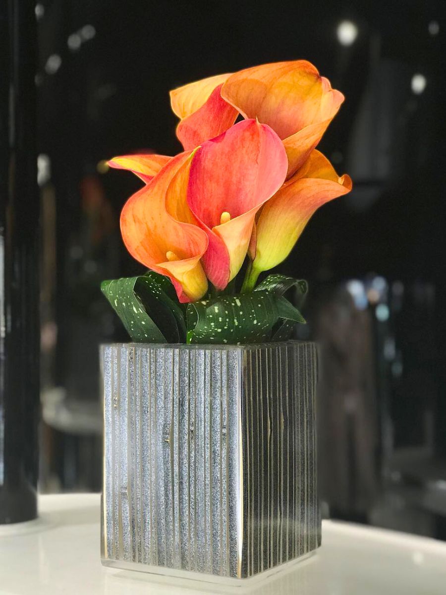 A potted orange calla lily indoors