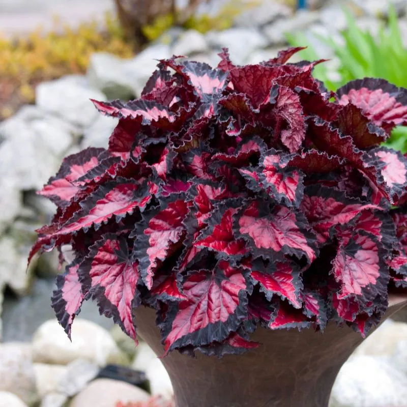 Header Koppe Begonia