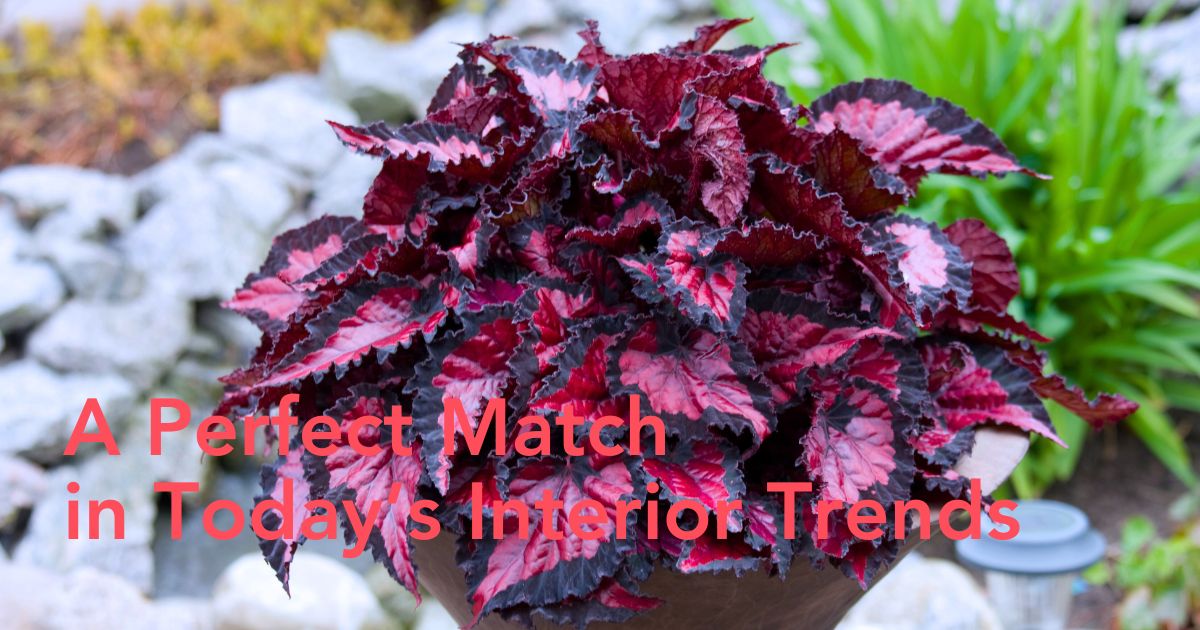 Indoor Begonia by Koppe Begonia