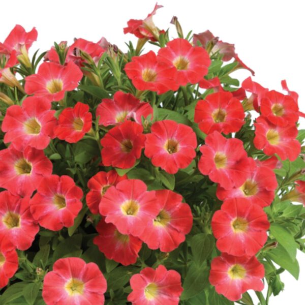 Petunia Scoob Strawberry Swirl - Danziger