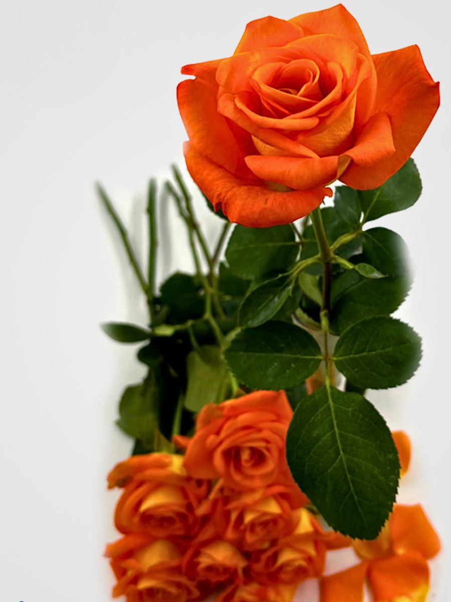 Rose Sawa from United Selections