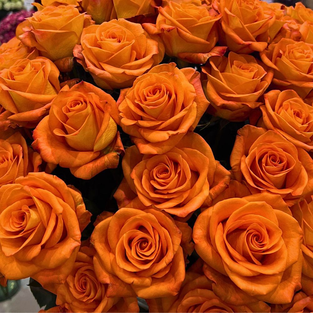 United Selections’ Roses That Will Shine in Your Designs Each Season