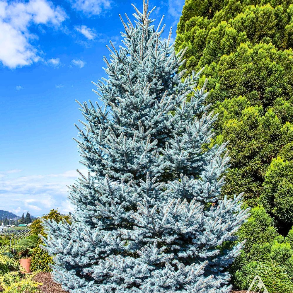 Déjà Blue® Blue Spruce