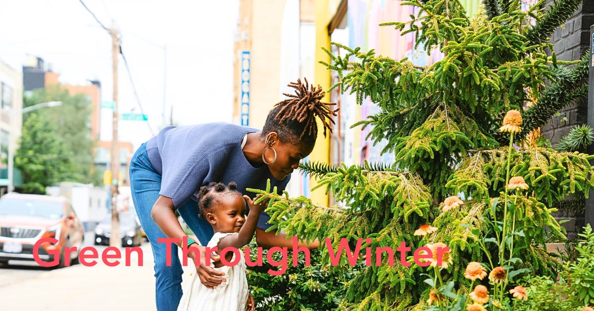 Look for an Evergreen Day