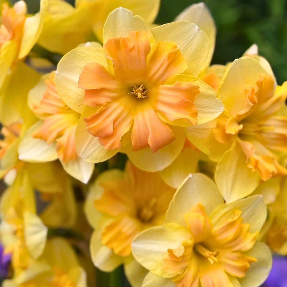Beautifully open daffodil flowers