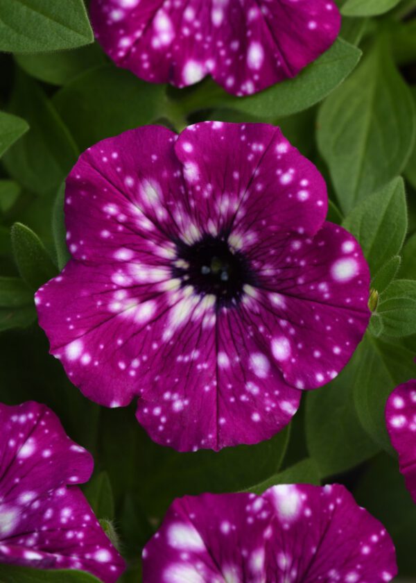 Petunia HEADLINER ELECTRIC PURPLE SKY