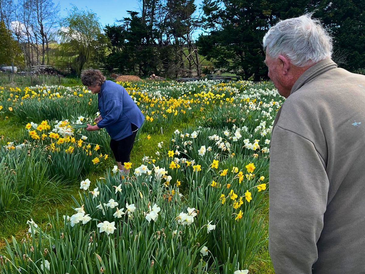 Inspecting a field of white and yellow daffodils