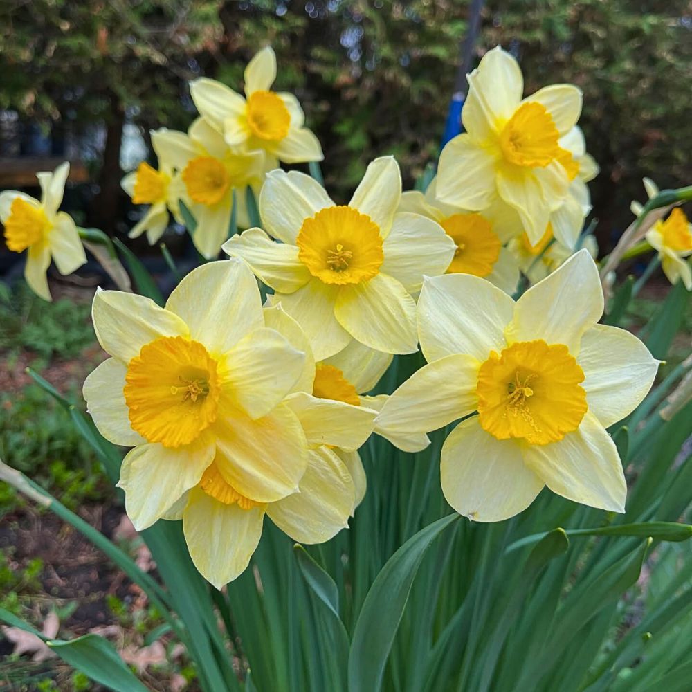 The colorful and beautiful look of daffodils