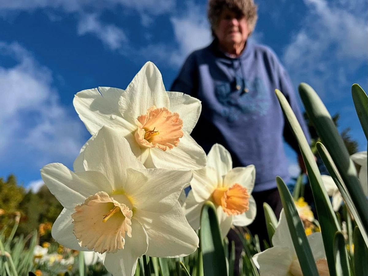 A close up of White daffodil flowers
