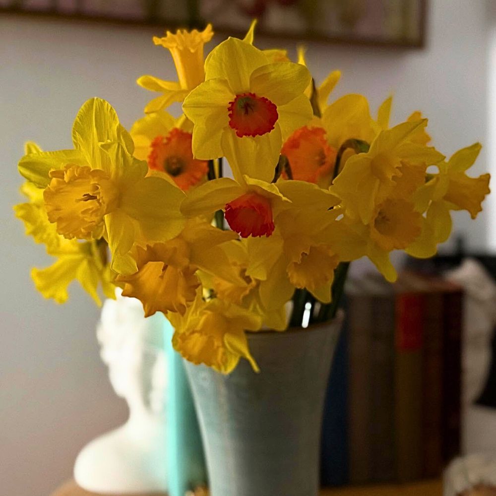 A vase of yellow daffodils