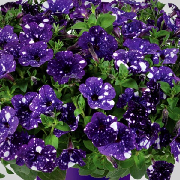 Petunia SPLASH DANCE BOLERO BLUE - Danziger