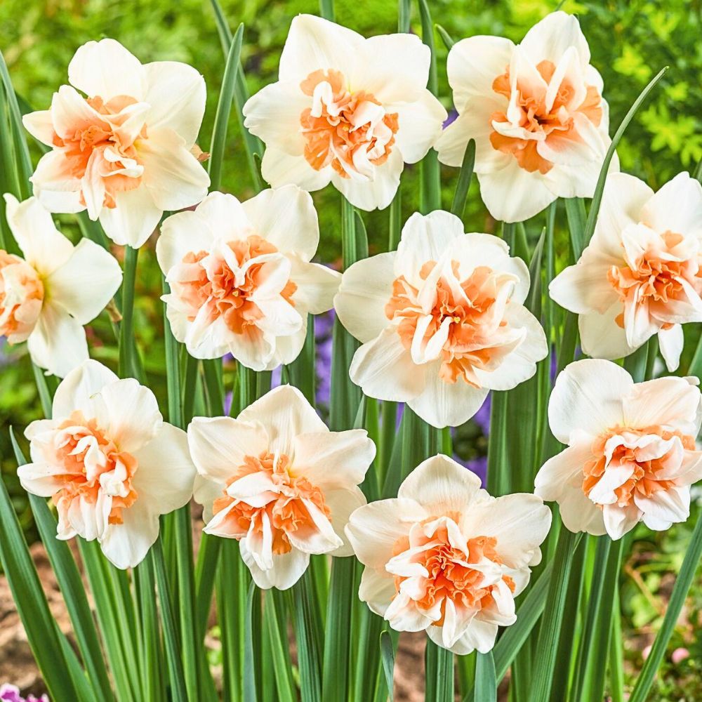 Beautifully shaped daffodils