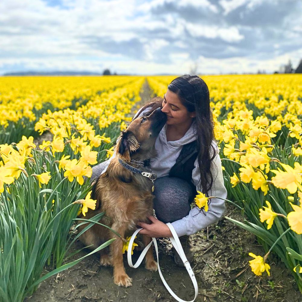 A lady with her dog inside a field of yellow daffodils