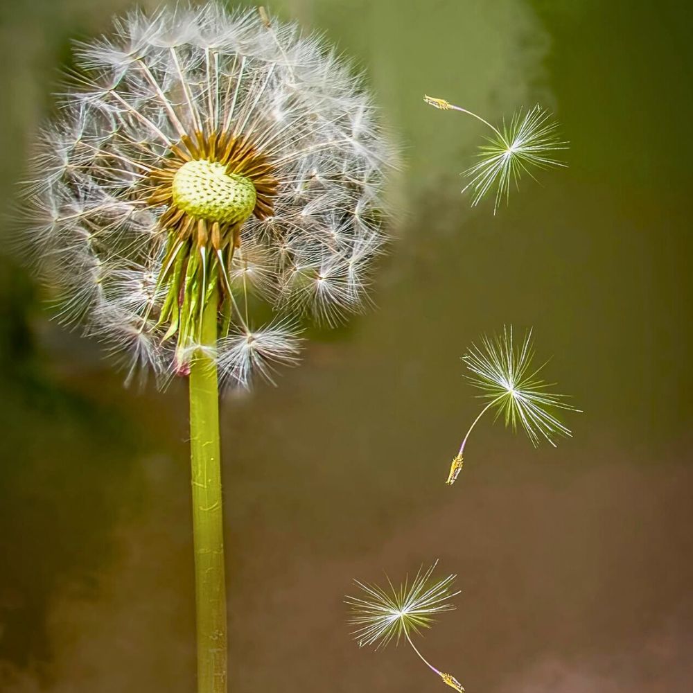 Dandelion Sagittarius zodiac flower