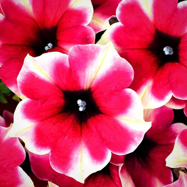 Petunia Crazytunia Amarena Cream (1)