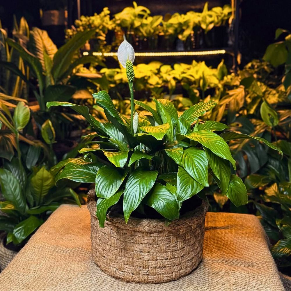Peace lily in a beautiful modern vase kept in an indoor garden space