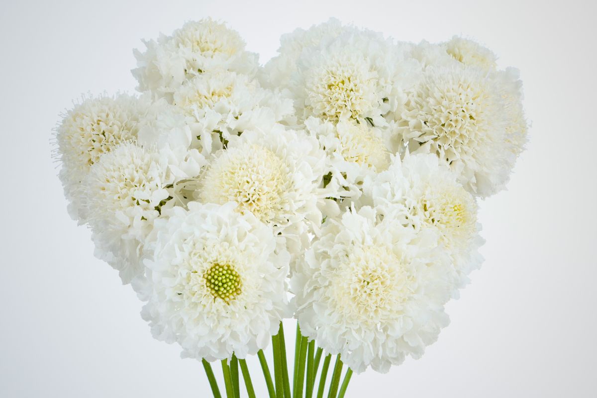 Focal Scoop™ White for Snug Winter Trend Danziger