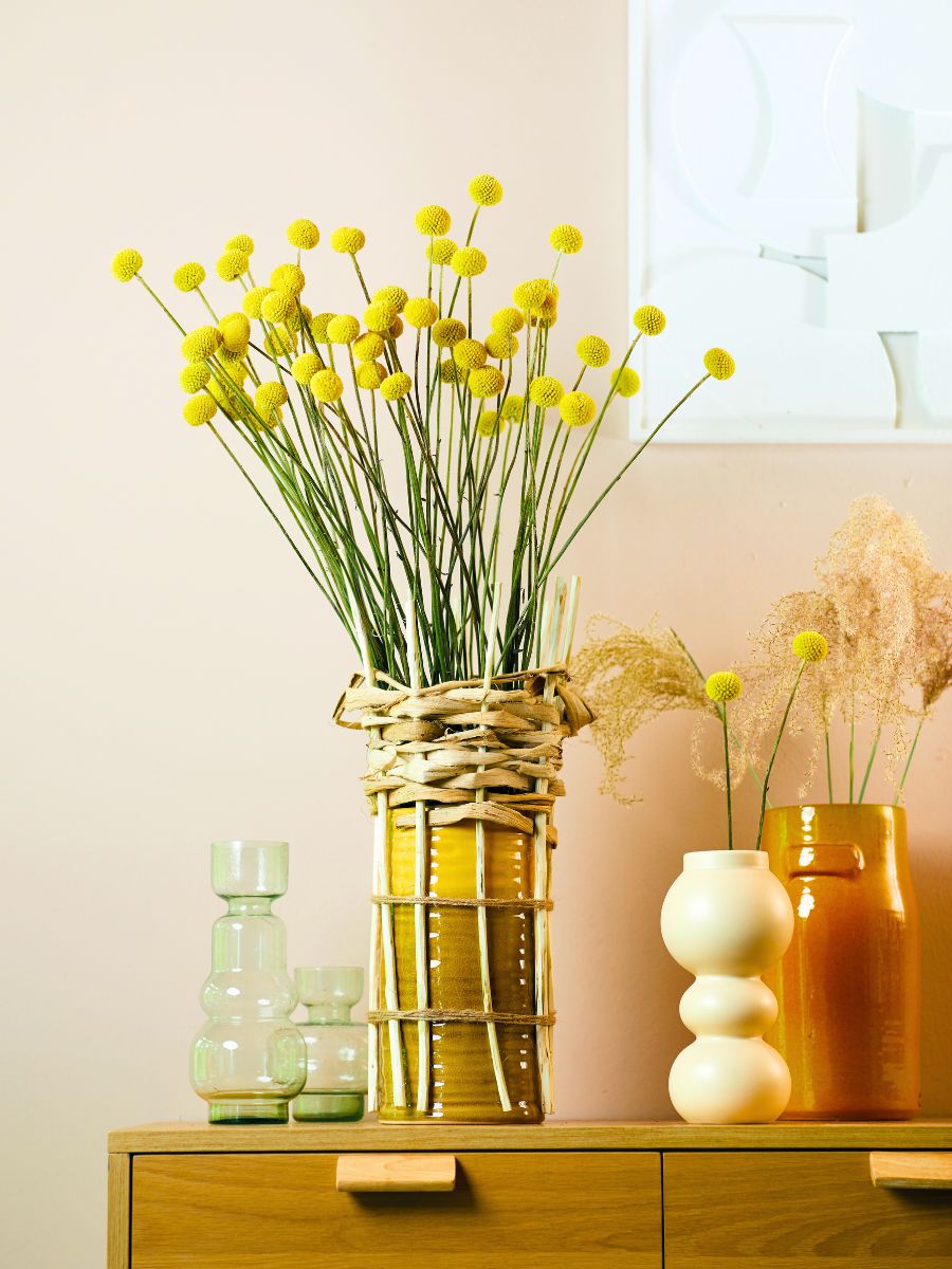 Paintball™ Pop Craspedia Danziger Winter Trend Scandibrown