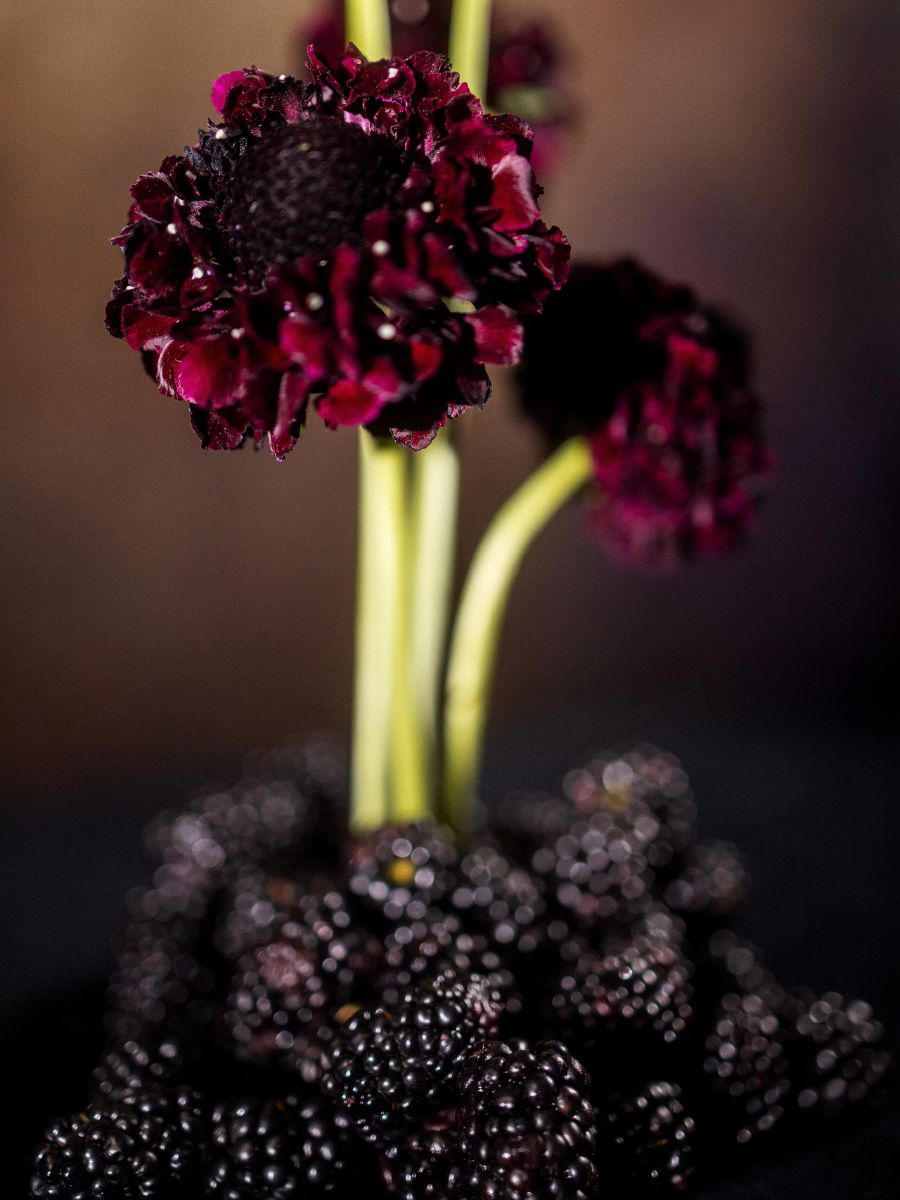 Design Anna Loshakova Blackberry Scoop® Scabiosa