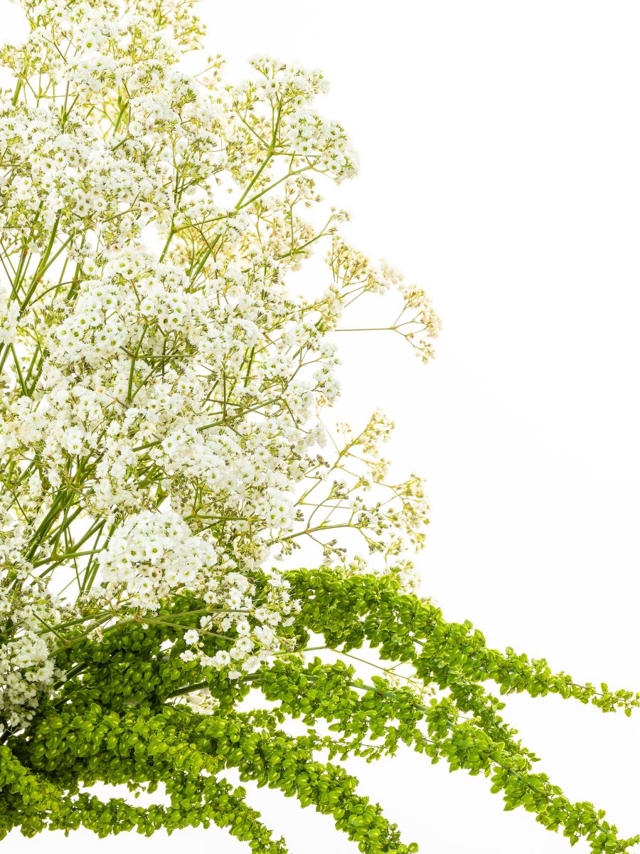 Unicorn™ Million Daisy™ Gypsophila