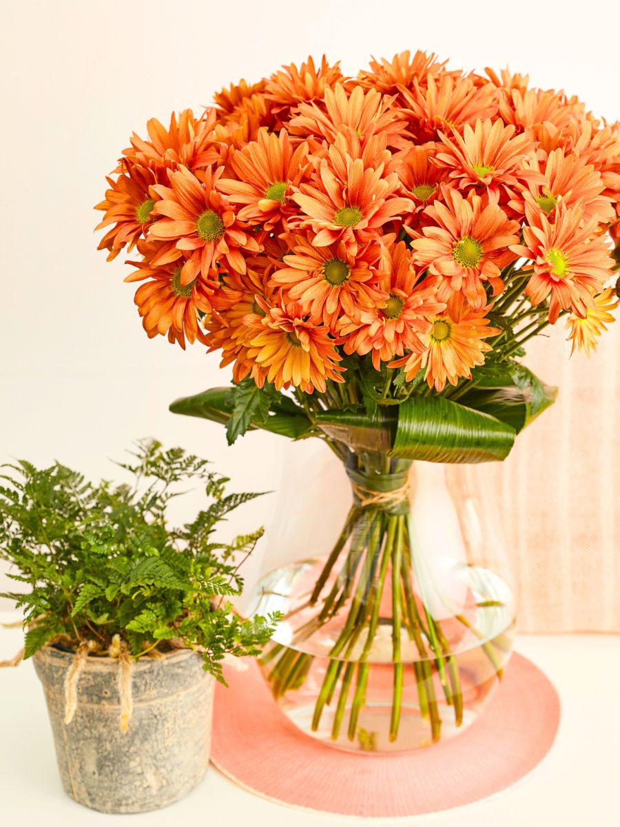 Chrysanthemum Atlantis™ Orange Fits for Both Scandibrown as for Rustorange