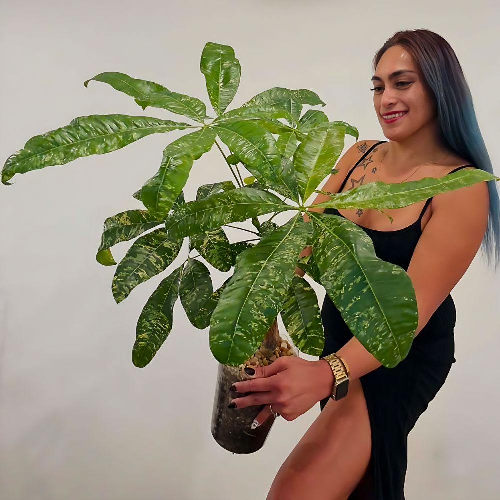 a woman holding a money tree plant