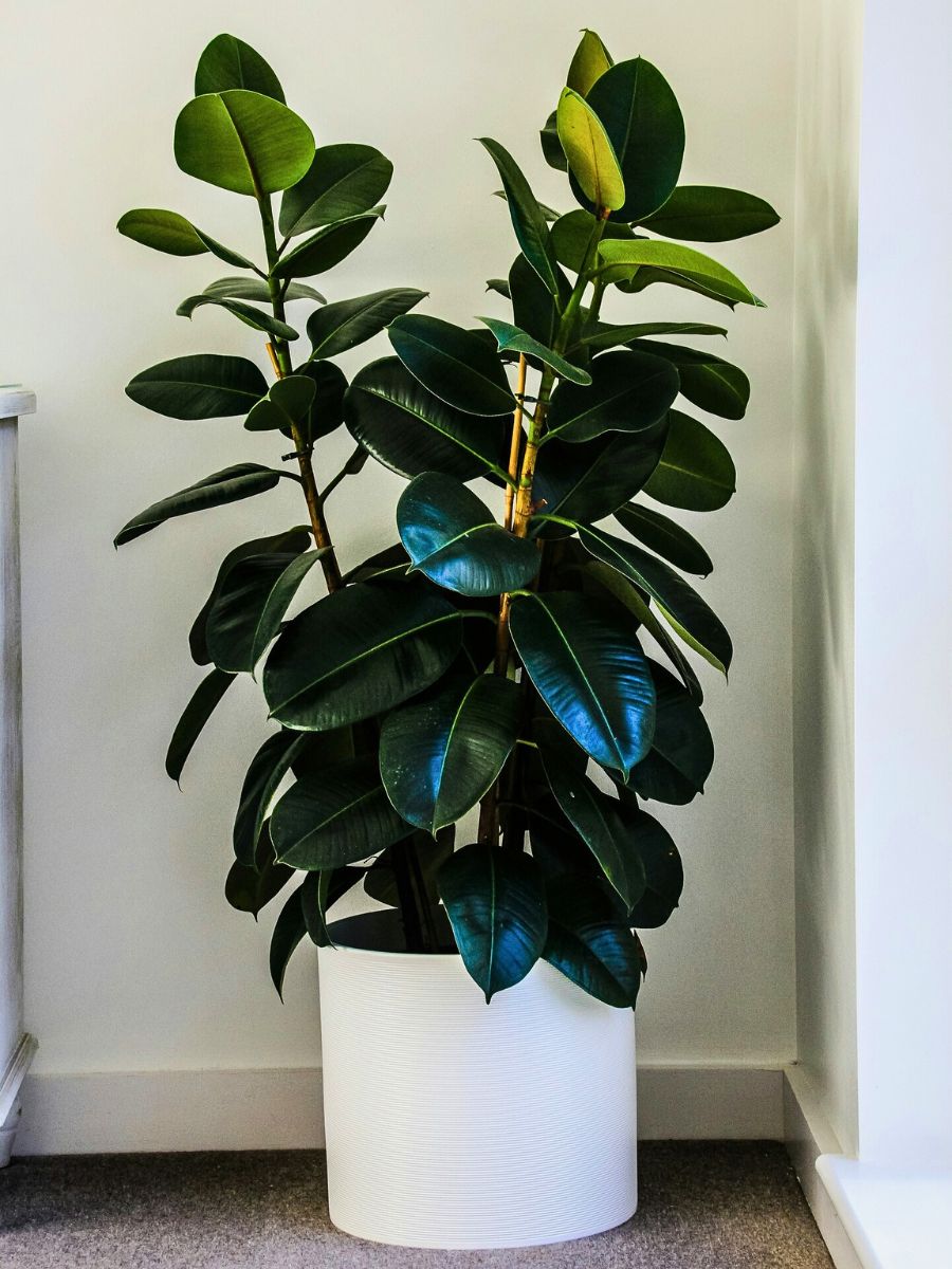 Rubber plant aka Ficus elastica