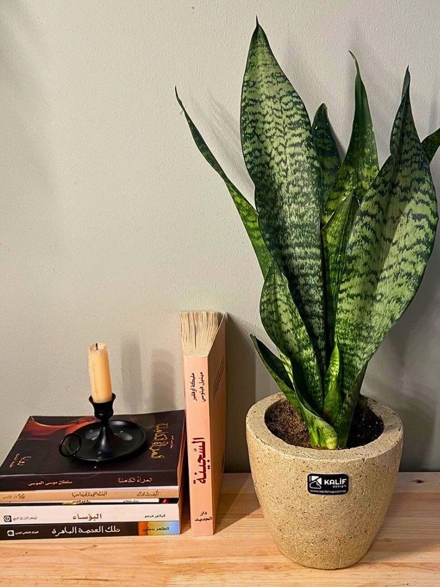 Snake Plant - Sansevieria Laurentii