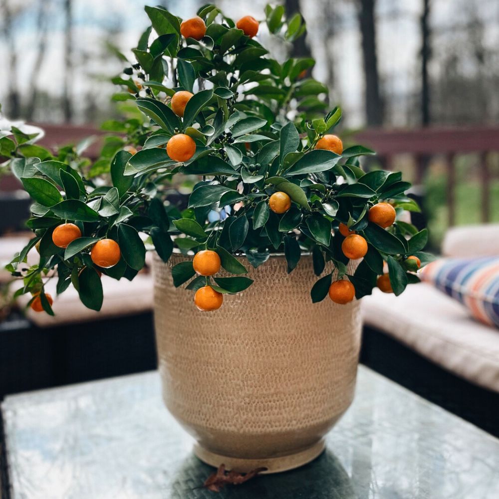 a potted citrus tree