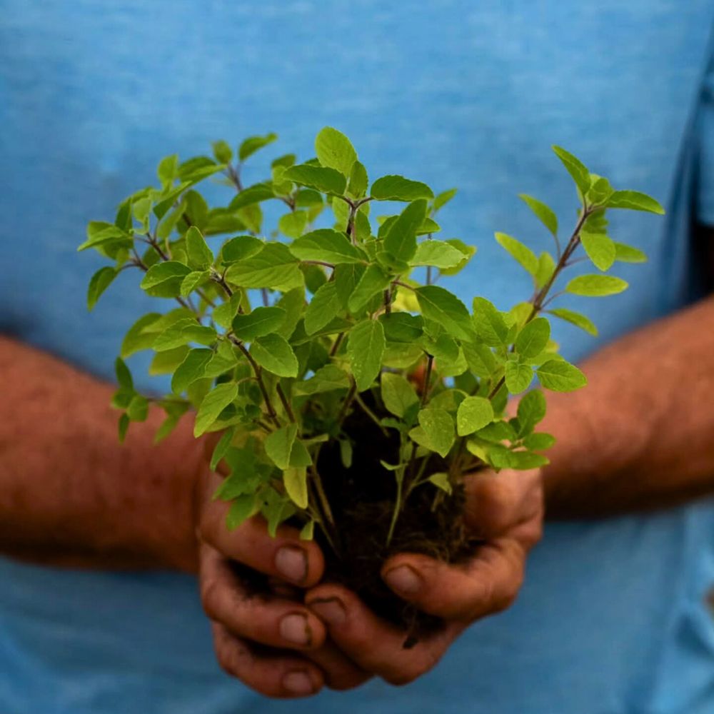 Holy Basil, also called Tulsi holding high significance in Indian culture