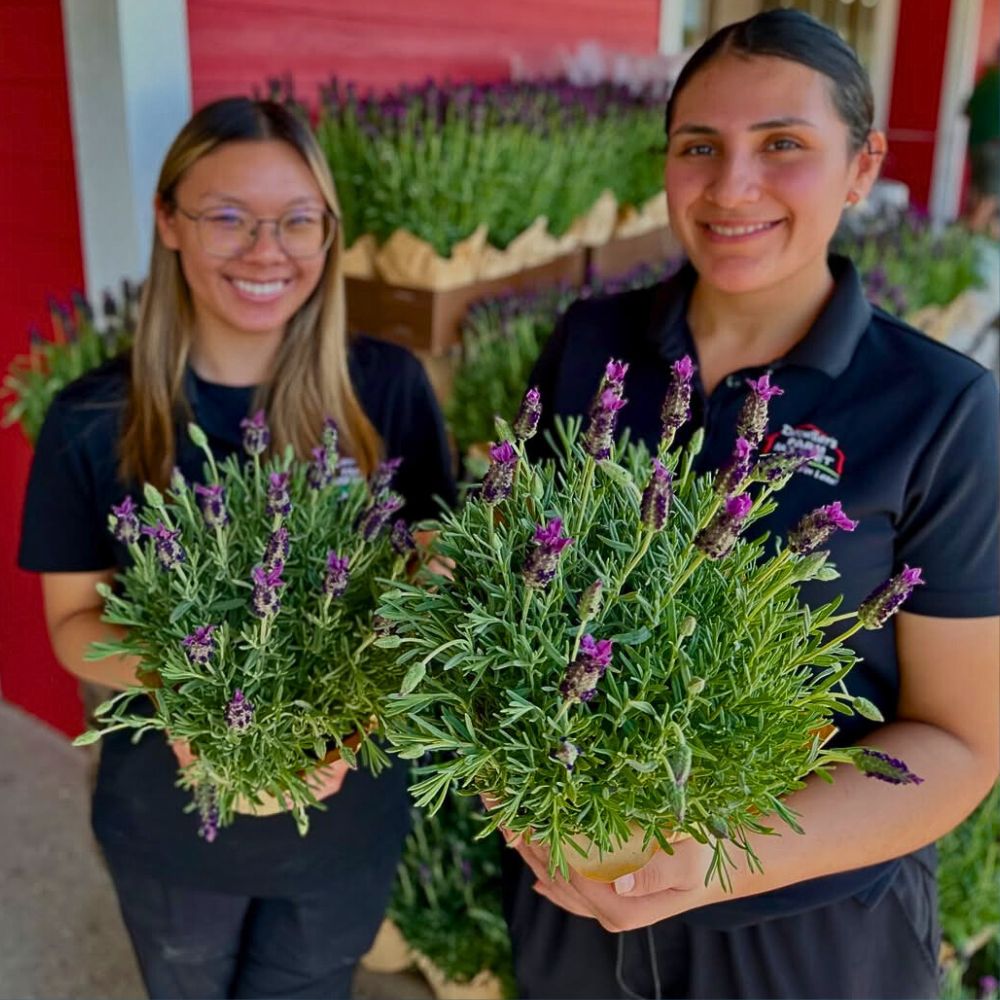 woman holding pots of lavender (Lavender angustifolia)