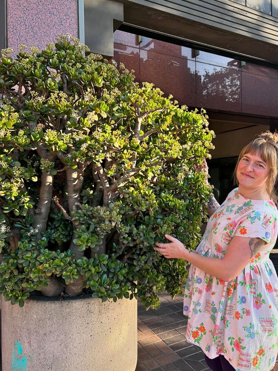 Jade plant or the Crassula ovata