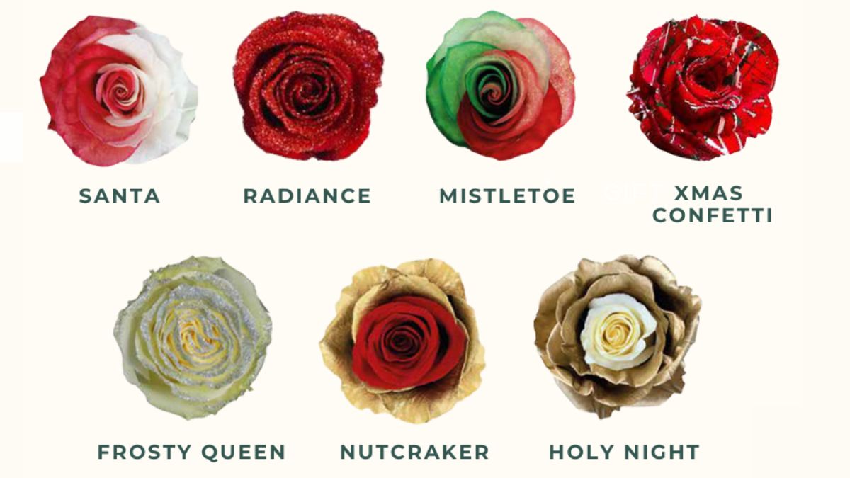 EQR Christmas Roses