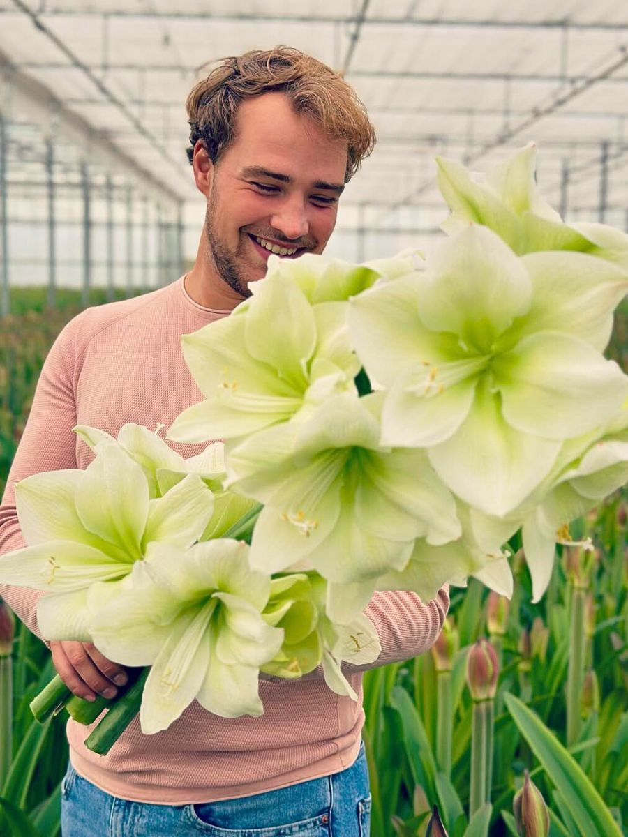 Amaryllis Flower Meaning