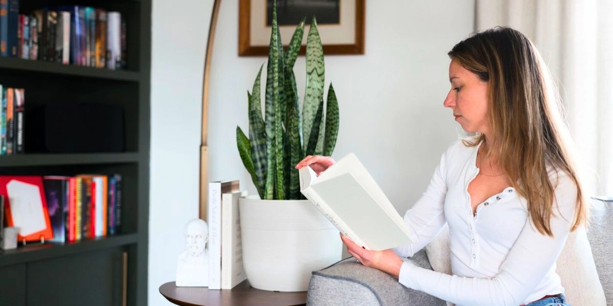 Dorm-Friendly Plants: These Are the Low-Maintenance Dorm Room Plants That Will Enhance Your Spaces - Thursd Article