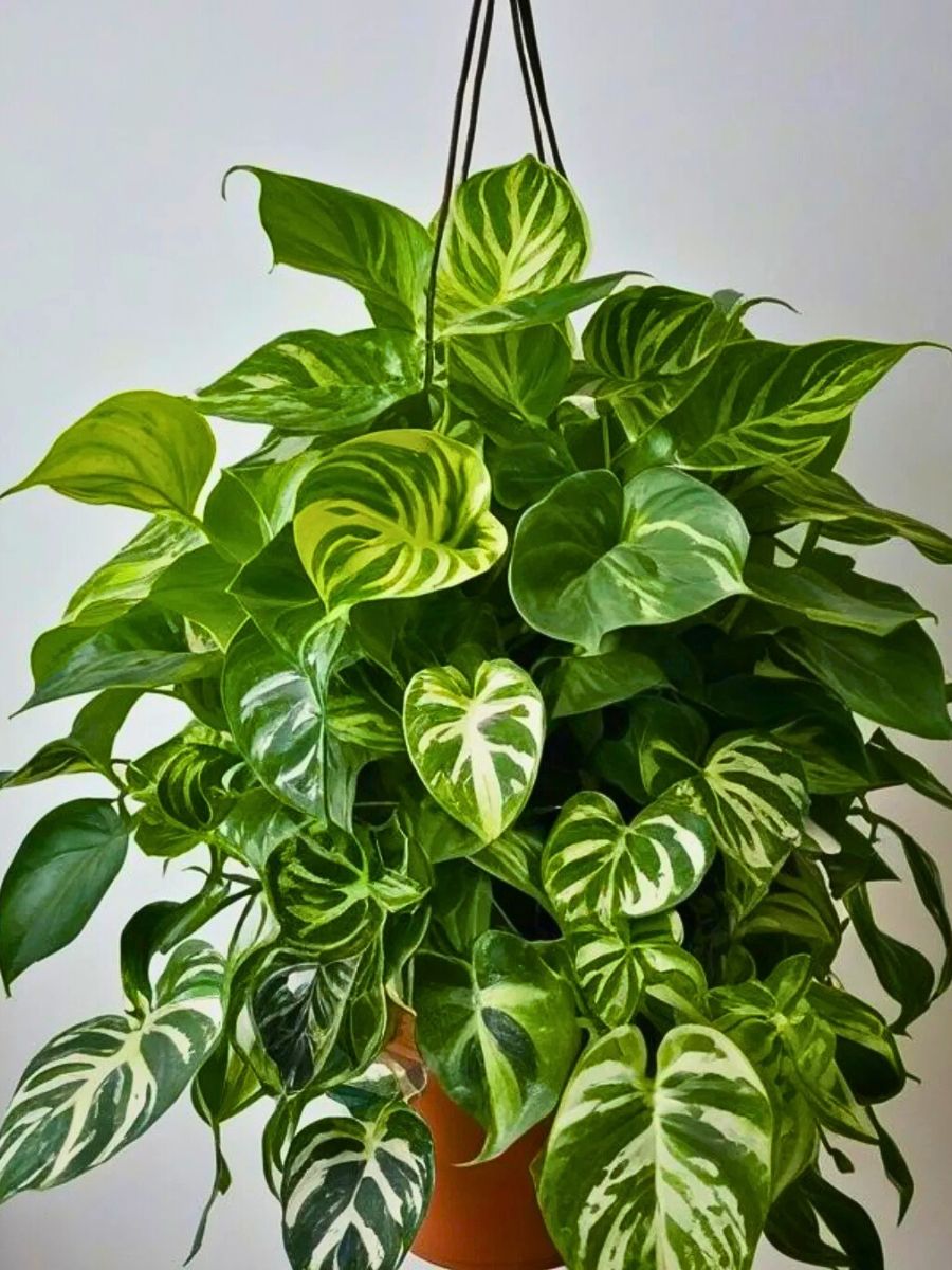 well grown golden pothos with variegated leaves in a hanging pot