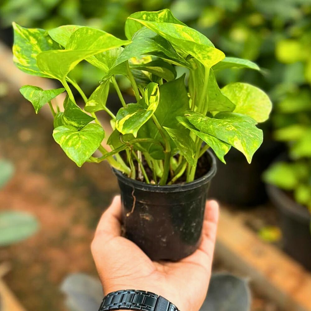 a small pot of money plant - money plant holds high significance in feng shui