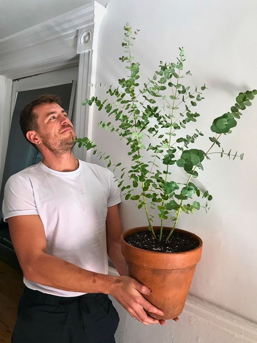 A man holding a growing Eucalyptus (Eucalyptus globulus)