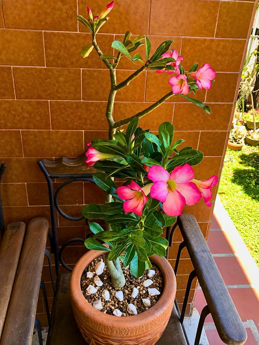 desert rose plant kept potted outdoors in a balcony