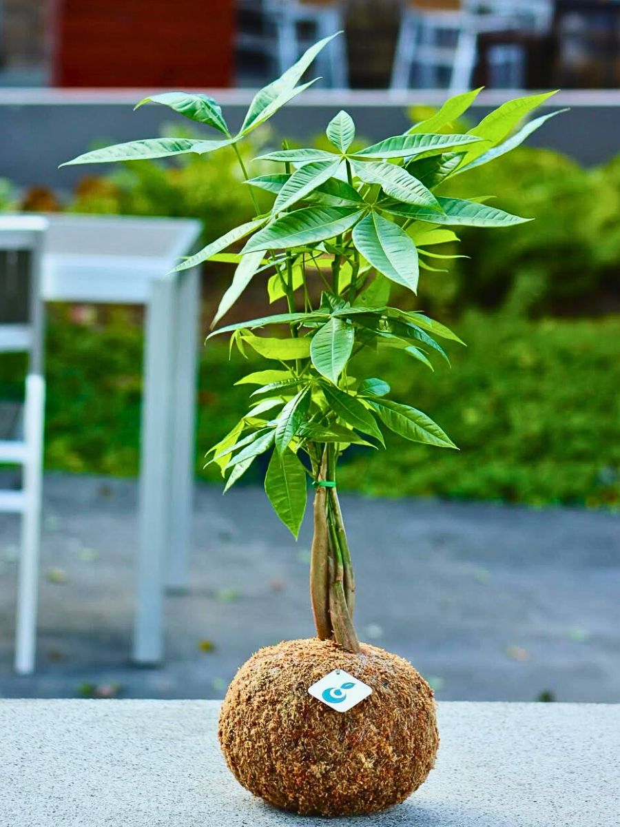 young money tree - one of the plants that is known to bring good luck and fortune