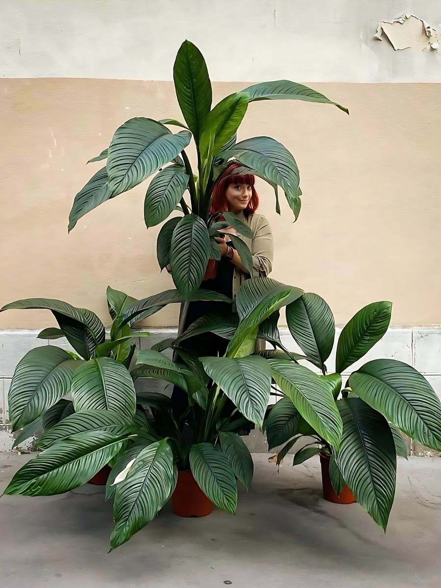 full grown peace lilies