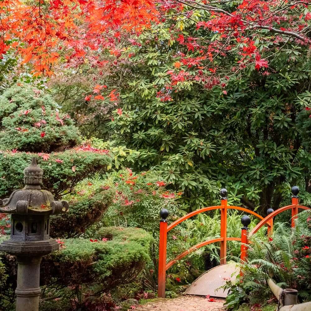 Japanese garden path, red foliage