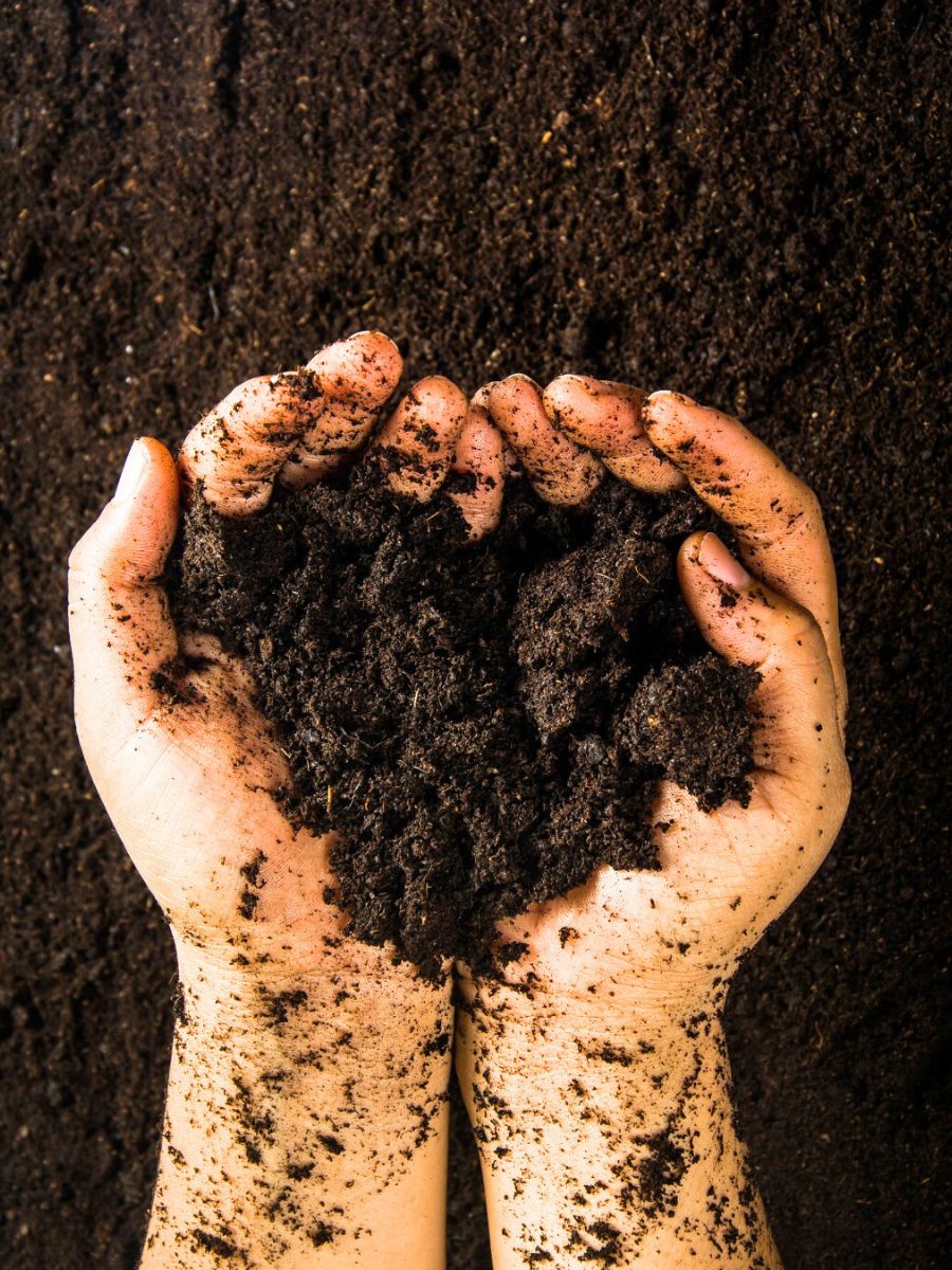 Hands holding black soil