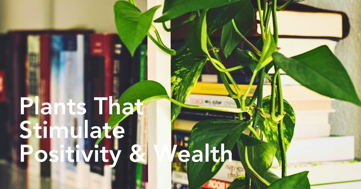 The Best 12 Plants That Give Good Luck and Fortune in 2026