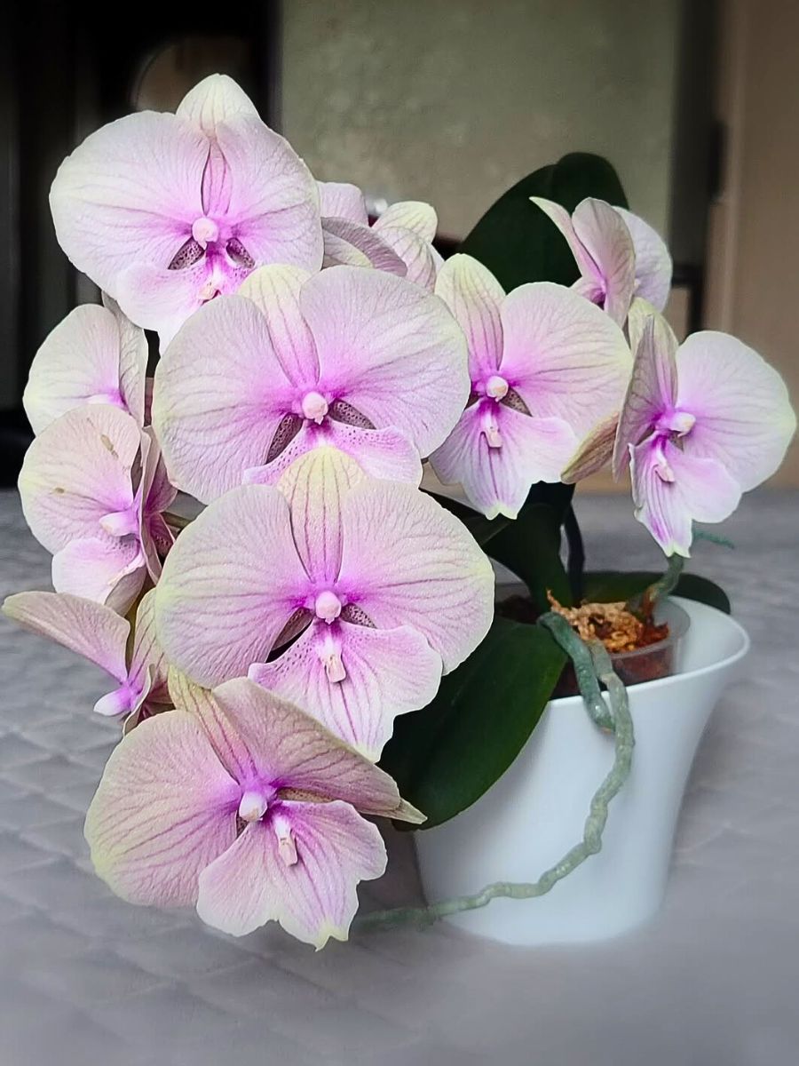 phalaenopsis orchid in a pot - one of Aquarius birth flowers