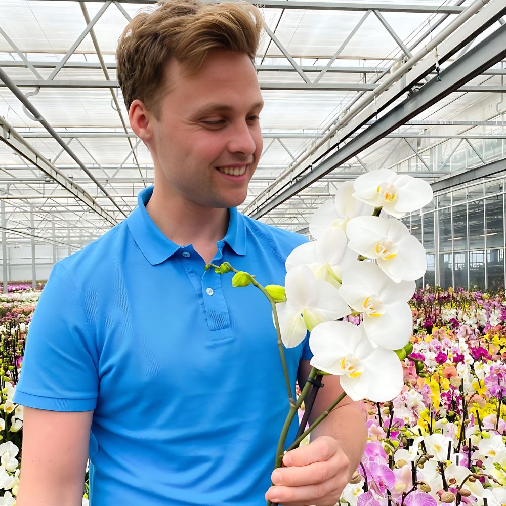 Phalaenopsis at Decorum grower