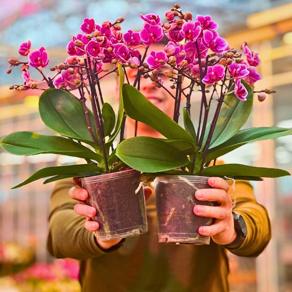 There exist more than one birth flowers for Aquarius and orchids is quintessentially one of them