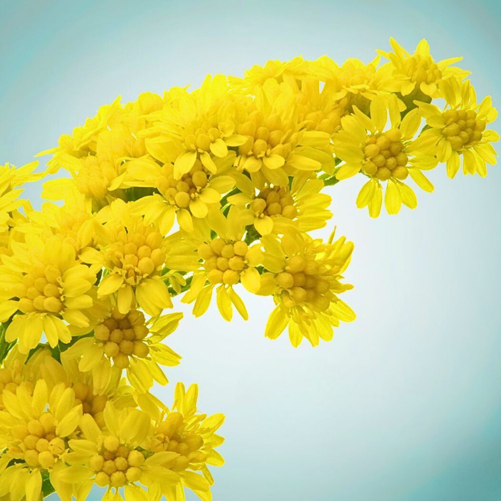 How the Solidago Carzan Glory from @marginpar looks up close; Solidago is also one of Aquarius birth flowers