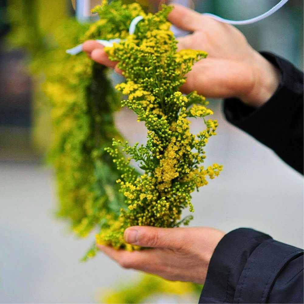 Solidago Carzan Glory by Marginpar in a floral design