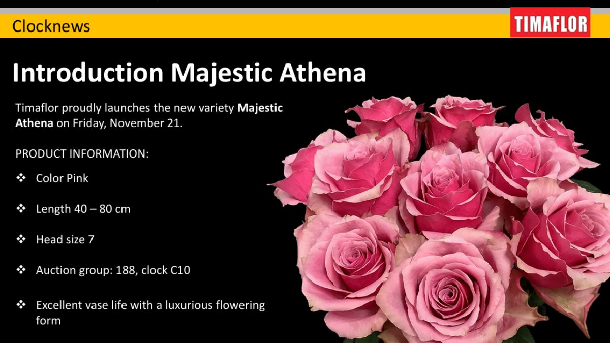 Fresco Flowers Rose Majectiv Athena